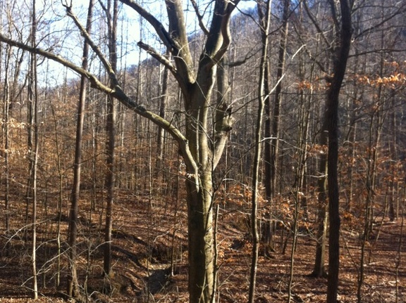 American Beech